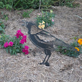 Magpie Singing